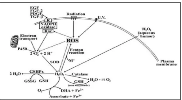 Gambar 2.3 Skema  aktivitas ROS dan antioksidan pada lensa  (Berthoud dan Beyer, 2009) 