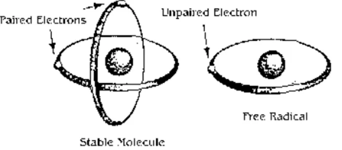 Gambar 2.4. Struktur Kimia Radikal Bebas (Anonim, 2010)