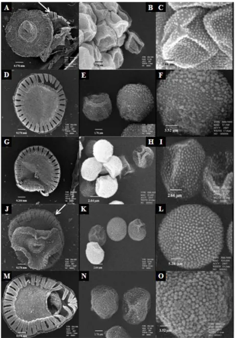 Gambar  1.  Mikromorfologi  kapsul  dan  spora  Pogonatum.  A-C.  P.  cirratum.  A.  Gigi  peristom,  nematodontous