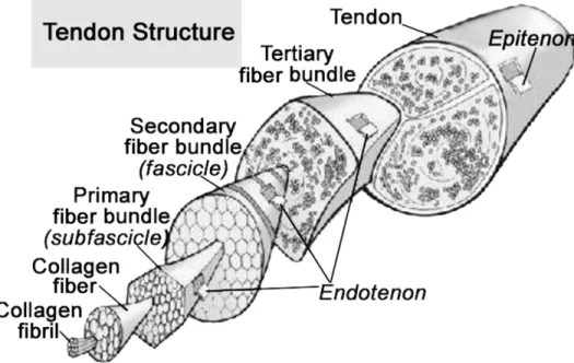 Gambar 2.3                                                                                                                 Anatomi dari Tendon Normal 