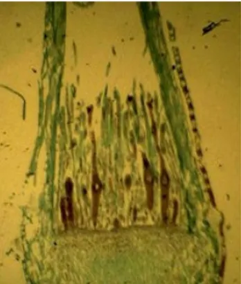 Gambar 6. Penampang irisan melintang archegonial head    