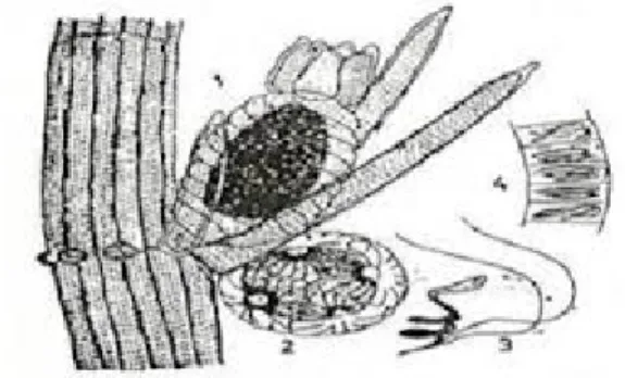 Gambar 3. Anteridium dan oogonium pada  Chara fragilis  