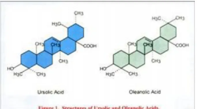 Gambar 5 : Struktur Asam Ursolat dan Asam Oleanolat 