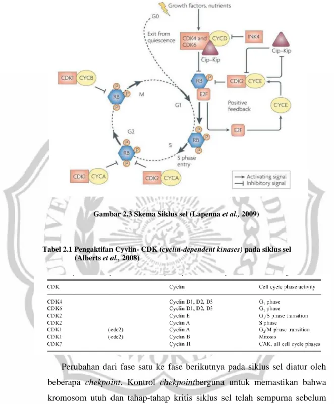 Gambar 2.3 Skema Siklus sel (Lapenna et al., 2009) 