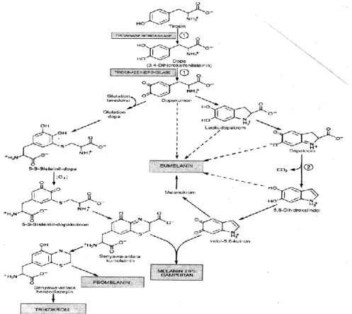 Gambar 6.10 Biosintesis eumelanin dan feomelanin  pada sel-sel pigmen (melanosit) 