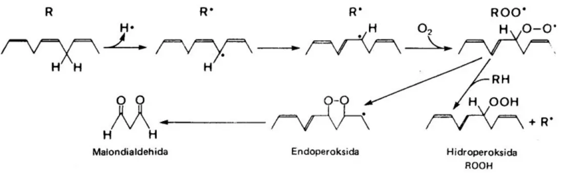 Gambar 6.11 Peroksidasi lipid 