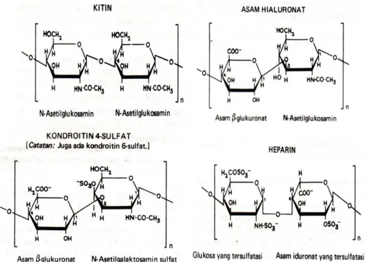 Gambar 6.5 Jenis-jenis mukopolisakarida  Proteoglikan 