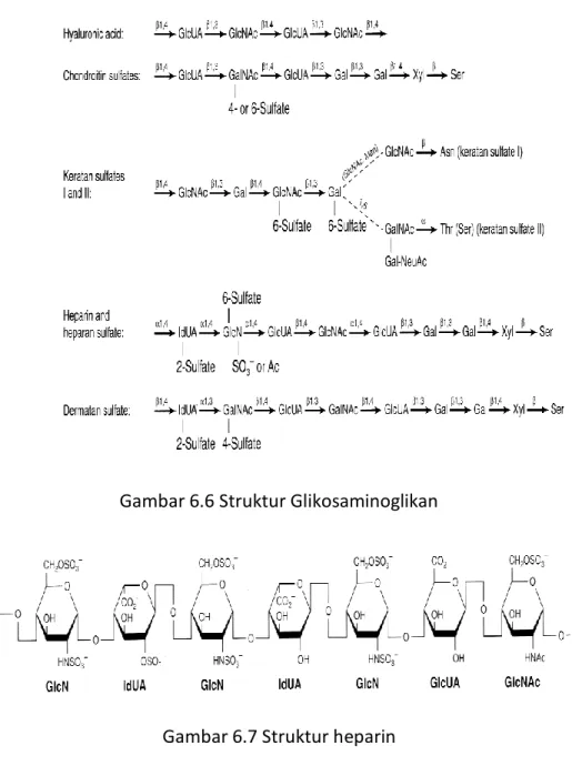 Gambar 6.6 Struktur Glikosaminoglikan 