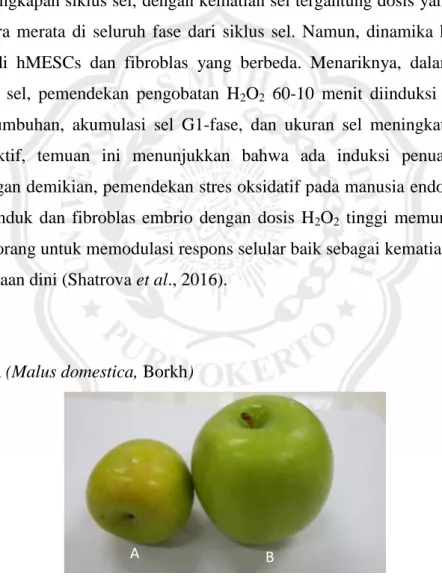 Gambar 2.1. (A) Apel lokal dari Malang varietas apel Malang, (B) Apel impor  dari Thailand