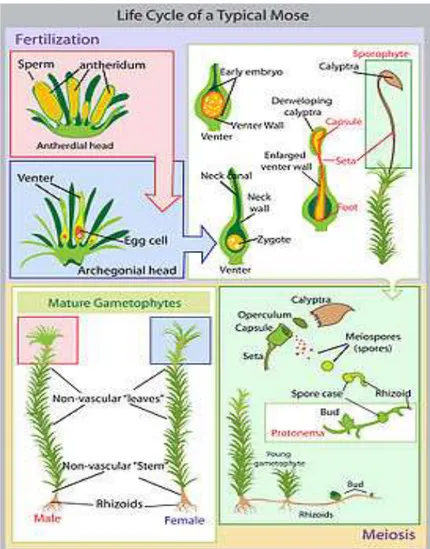Gambar 5. Siklus hidup tumbuhan lumut (Suwoto, 2008) 
