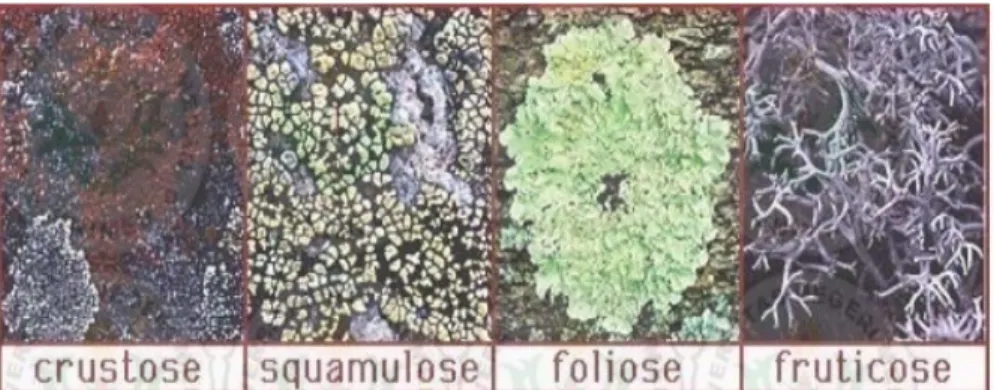 Gambar 1.  Morfologi Talus Lichen  Sumber : Sharnoff (2002)  2.2.2   Klasifikasi Lichen 