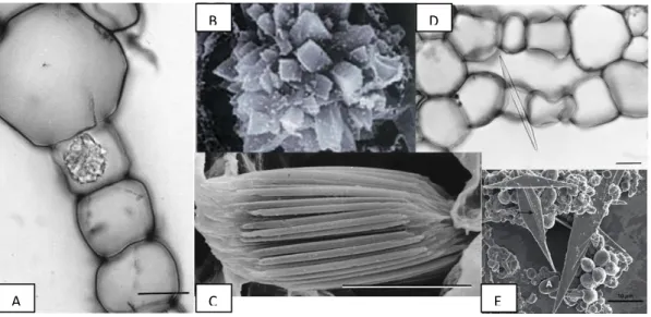 Gambar 1. Keragaman untra-struktur kristal kalsium oksalat pada rhizoma Acorus calamus (A dan D),  ovarium Lachenalia bulbifera (C) dari Prychid dan Rudall (1999); pada jaringan palisade Peperomi  glabella (B) dari Huang et al