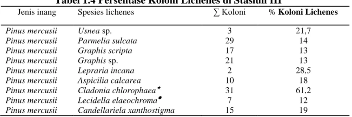 Tabel 1.4 Persentase Koloni Lichenes di Stasiun III 