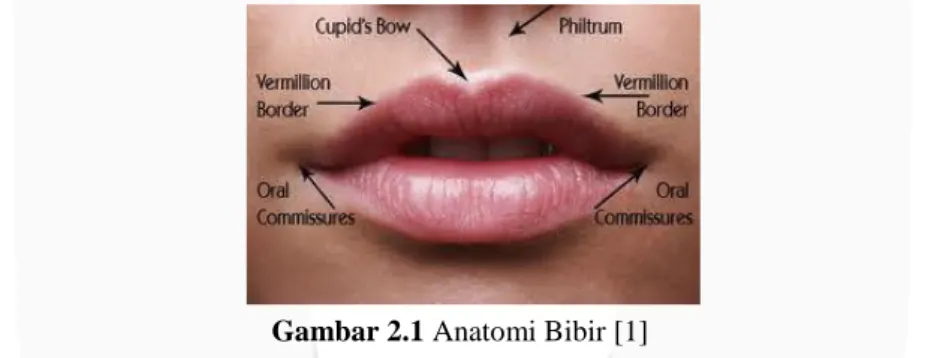 Gambar 2.1 Anatomi Bibir [1] 