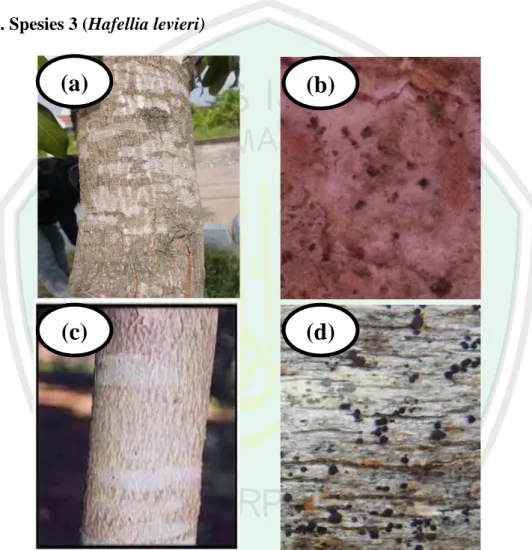 Gambar  4.3  Spesies  3  (Hafellia  levieri)  (a)  Gambar  pengamatan  dengan  kamera  digital, (b) Gambar pengamatan dengan mikroskop perbesaran 100 X  (c)  Gambar  Literatur  (Pratiwi,  2006),  (d)  Gambar  Literatur  (waysofenLichenesment.net, 2012) 