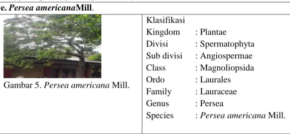 Gambar 5. Persea americana Mill. 