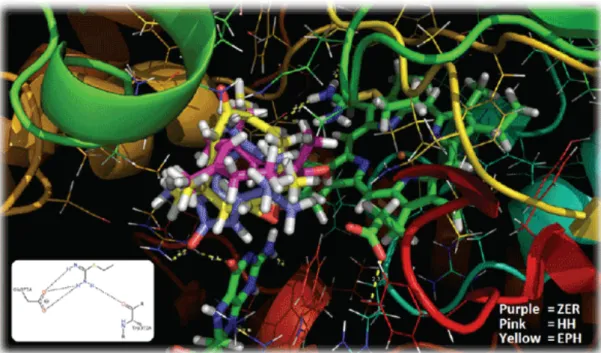 Gambar 6. Konformasi 3D interaksi antara ligan ZER, HH dan EPH dengan protein 4NOS.  	
  