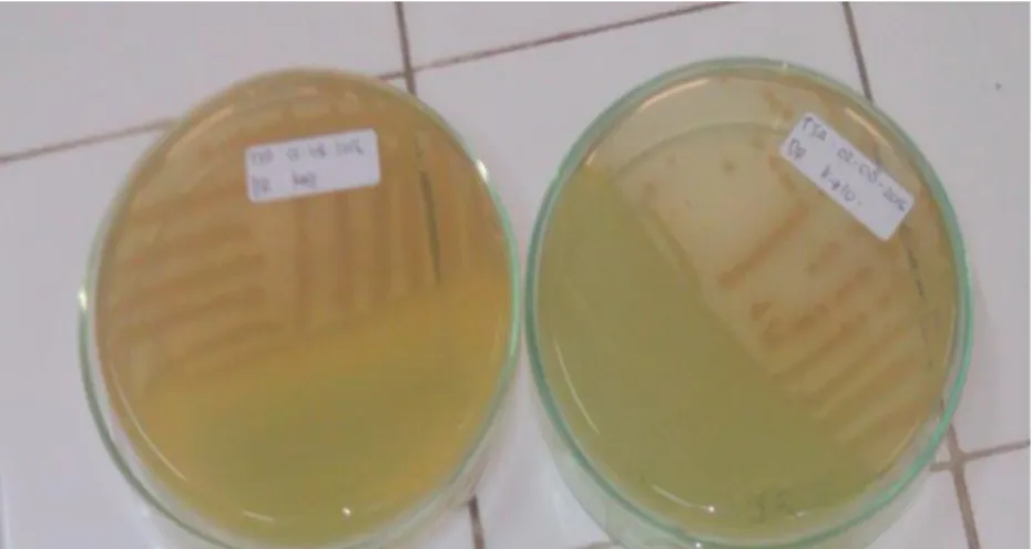 Gambar 1. Gambaran morfologi koloni bakteri Pseudomonas sp pada media Tryticase Soya Agar (TSA) 