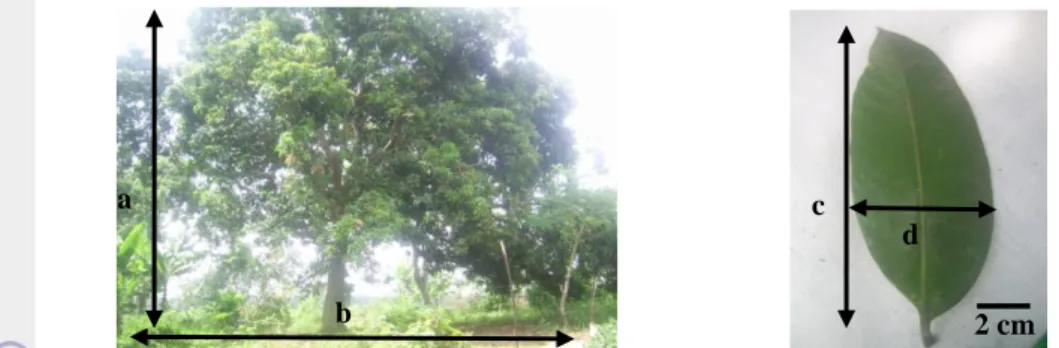 Gambar 1  Morfologi  pohon  mangga  cengkir;  tinggi  tanaman  (a),  lebar  tajuk  (b),  panjang  helai  daun (c), lebar helai daun (d)