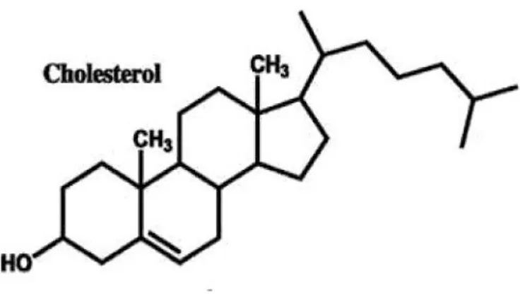 Ilustrasi 3. Struktur Kolesterol Darah 