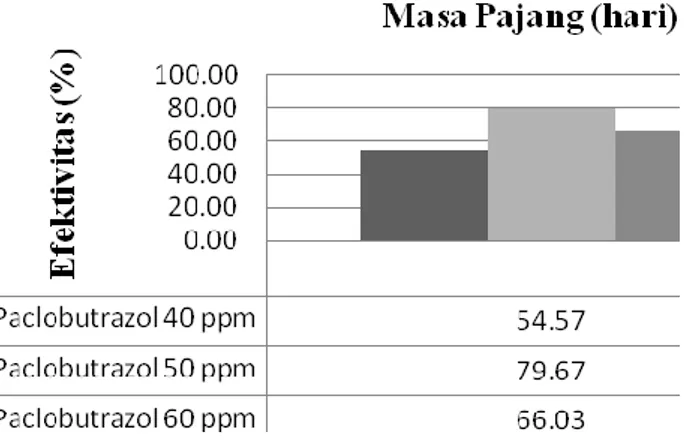 Gambar 3. Efektivitas Paclobutrazol Terhadap Masa Pajang (hari) 