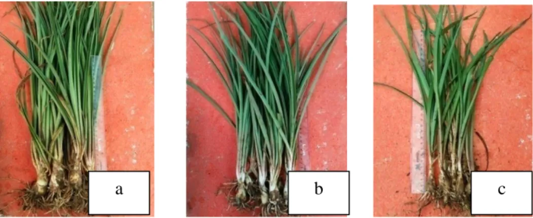 Gambar 4.  Bibit tanaman sedap malam: (a) kelompok I, (b) kelompok II,   (c)kelompok III