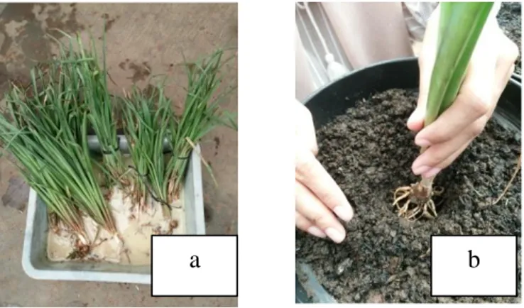 Gambar 5.  Penanaman sedap malam: (a) bibit tanaman direndam fungisida dan           (b) penanaman tanaman sedap malam 