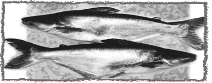 Gambar 3  Ikan patin (Pangasius pangasius) 