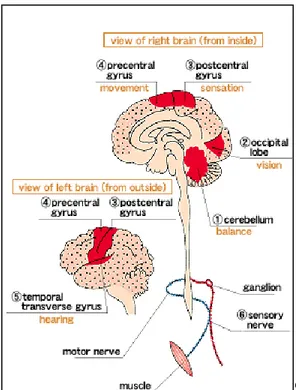 Gambar 2 mengilustrasikan adanya daerah lesi di beberapa zona pada sistem  saraf yang menunjukkan gejala dari penyakit Minamata