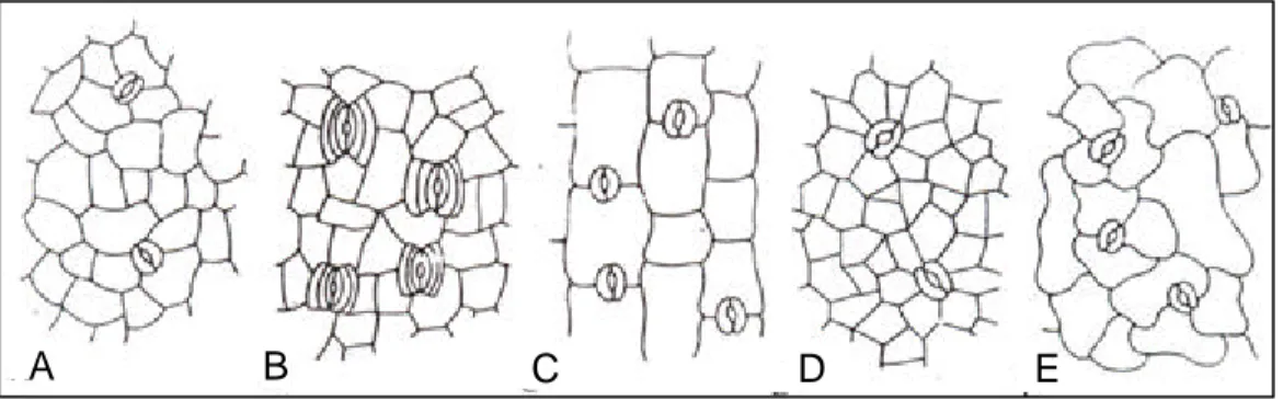 Gambar 1. Stomata dalam beberapa susunan      (Sumber: Mauseth, 1988) 
