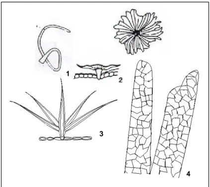 Gambar 2. Beberapa bentuk trikoma (Sumber: Esau, 1953 dalam    Gandasari 1994 dan Fahn 1991) 