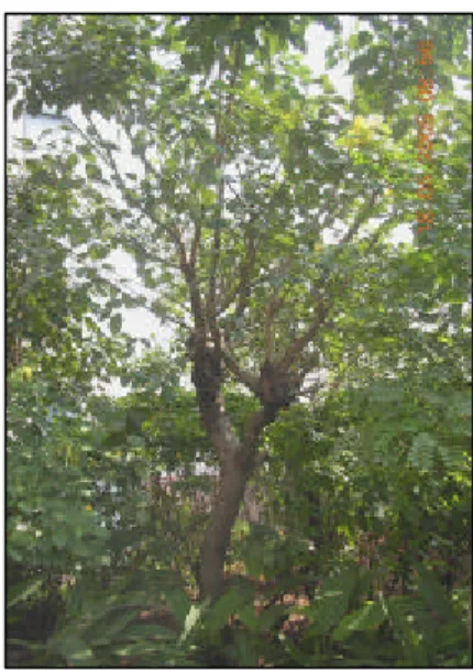 Gambar  4. contoh ke-4 sampel pohon yang diambil pada roof garden 