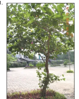 Gambar  5.Contoh sampel  pohon pada non-roof garden 
