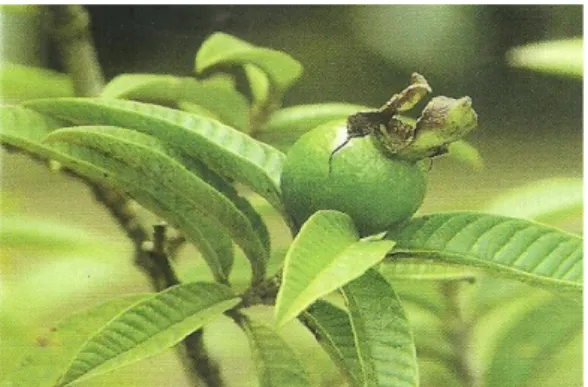 Gambar 1 Tanaman P. guajava var. pomifera 