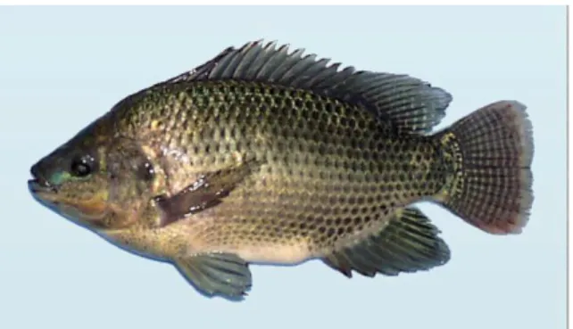 Gambar 2 Ikan nila (O. niloticus) 