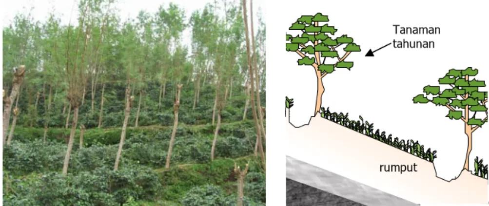 Gambar 4. Teras kebun (kiri), penampang teras kebun (kanan) (Foto      dan sketsa: Balai Penelitian Tanah, 2007) 
