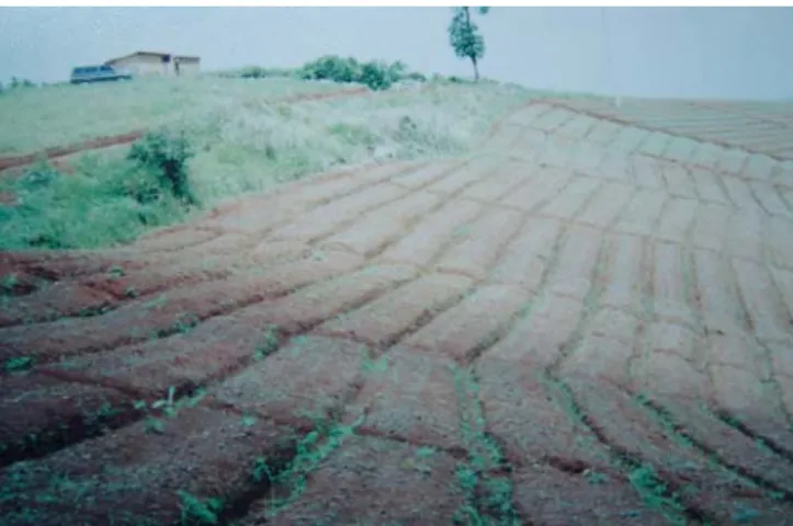 Gambar 5.  Contoh bedengan tanaman yang ditanam searah kontur 