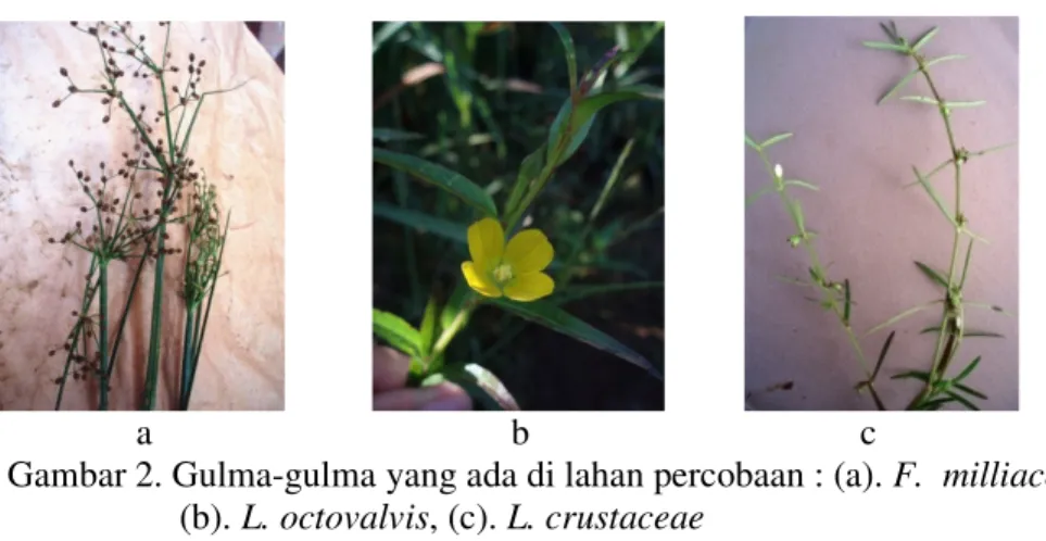 Gambar 2. Gulma-gulma yang ada di lahan percobaan : (a). F.  milliaceae,  (b). L. octovalvis, (c)