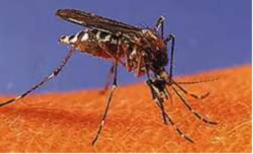 Gambar 1. Nyamuk Aedes aegypti  