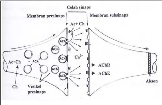 Gambar 3. Reseptor neurotransmiter dan saluran ion (Foley, 2005) 