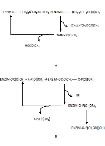 Gambar 5. Reaksi enzim asetilkolinesterase  