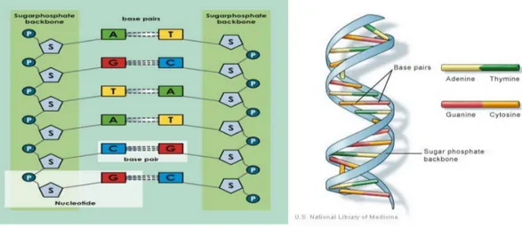 Gambar 1.1 struktur molekul DNA. (sumber : http://science.howstuffworks.com)