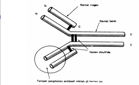 Gambar  7. Struktur Imunoglobulin G (IgG)        Sumber: Tizard, 1988 