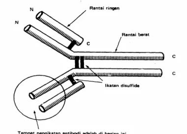 Gambar  7. Struktur Imunoglobulin G (IgG)        Sumber: Tizard, 1988 