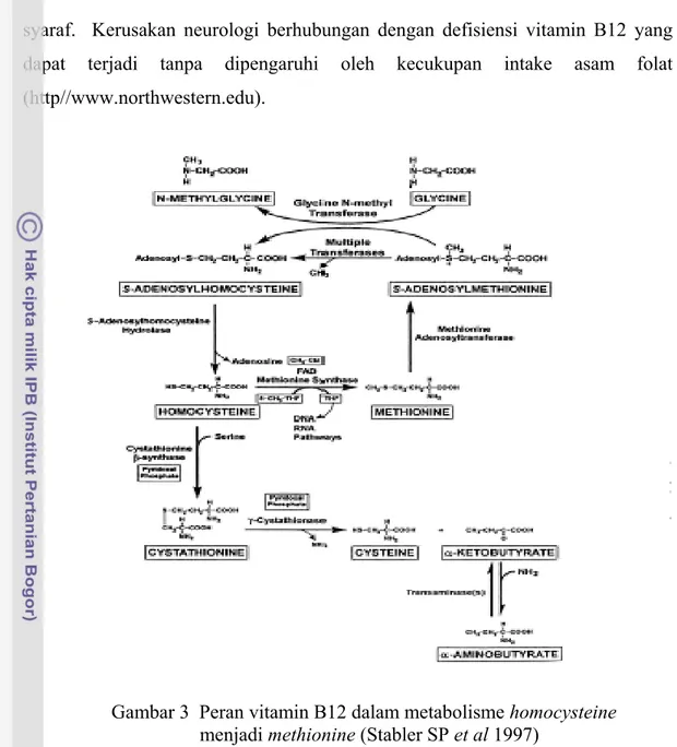 Gambar 3  Peran vitamin B12 dalam metabolisme homocysteine                     menjadi methionine (Stabler SP et al 1997) 