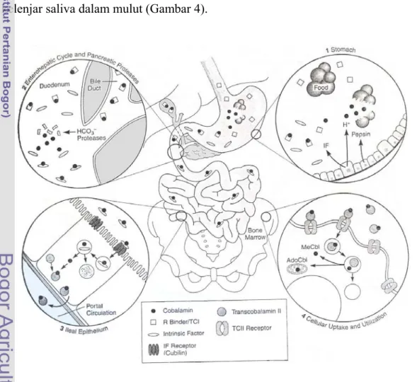 Gambar 4  Absorbsi vitamin B12 dalam saluran pencernaan                                      (Carmel R  2006) 