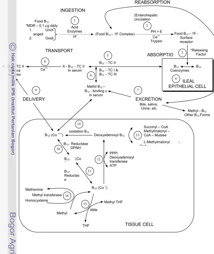 Gambar 5  Metabolisme vitamin B12 pada manusia (Herbert V  1996) 16 REABSORPTION TRANSPORTABSORPTIOTISSUE CELL Food B12*MDR – 0,1 μg daily INGESTION1