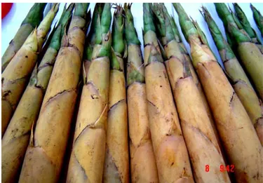Gambar  10.  Perawakan rebung bambu tabah         