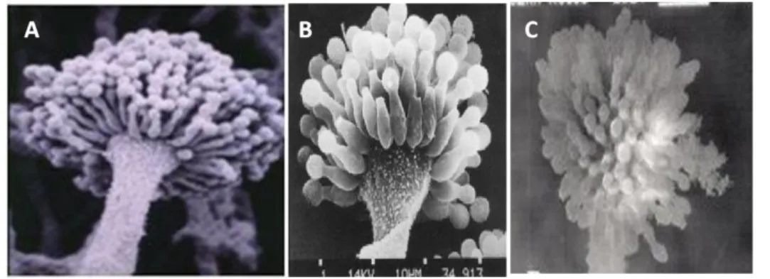 Gambar 2.  Konidiofora dari Aspergilus flavus (A);  A. parasiticus (B); A. nomius (C)  dengan  mikroskop  elektron;  (Deepak,  2013;  Rodrigues  et  al