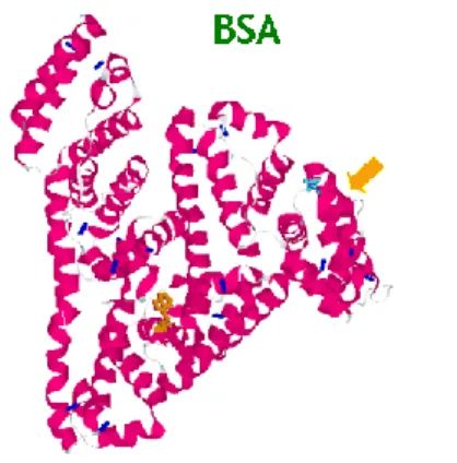 Gambar  6.  Struktur molekul BSA (Navarra et al., 2009) 